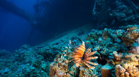 viaje de buceo Jordania